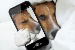 Selbstbild und Fremdbild: Selbstkonzept