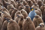 Individualismus Defintion